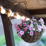 Hanging Baskets