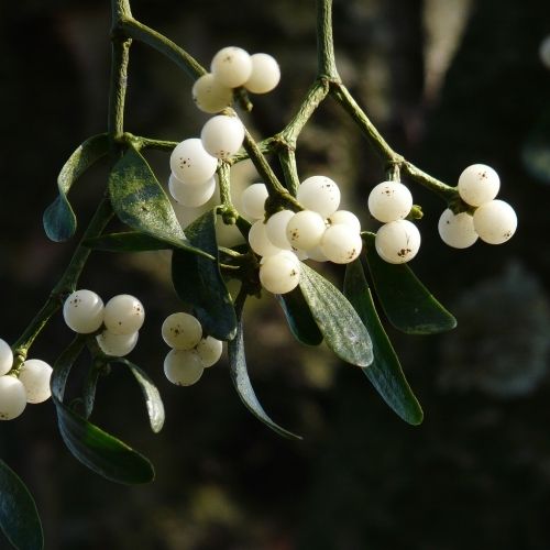 Mistletoe plant