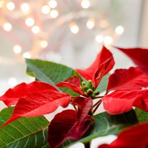 Christmas Poinsettia plant