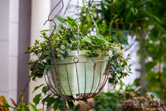 Artificial Hanging Plants