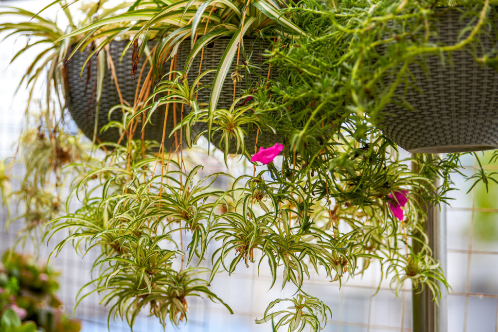 Artificial Hanging Plants