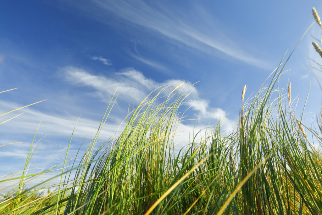 Grass Plants