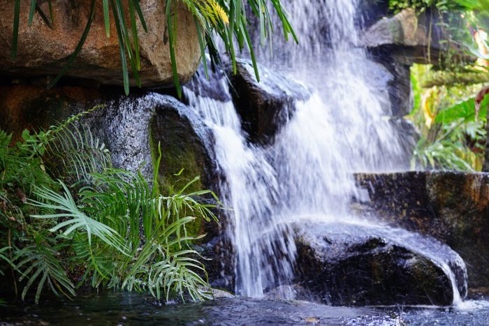 Waterfall And Trailing Plants