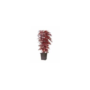 Artificial Red Maple Tree 5' Medium Lilia Black