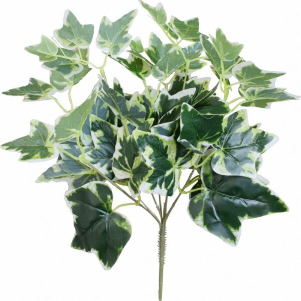 Holland Ivy Plant