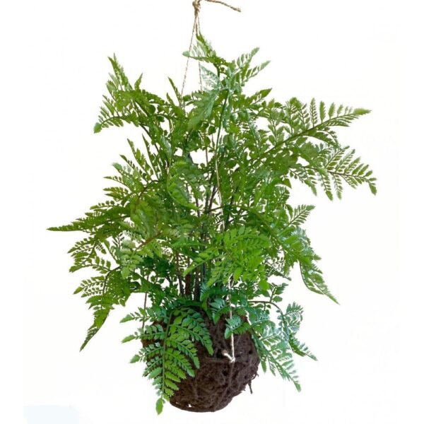 Artificial Hanging Fern Moss Ball