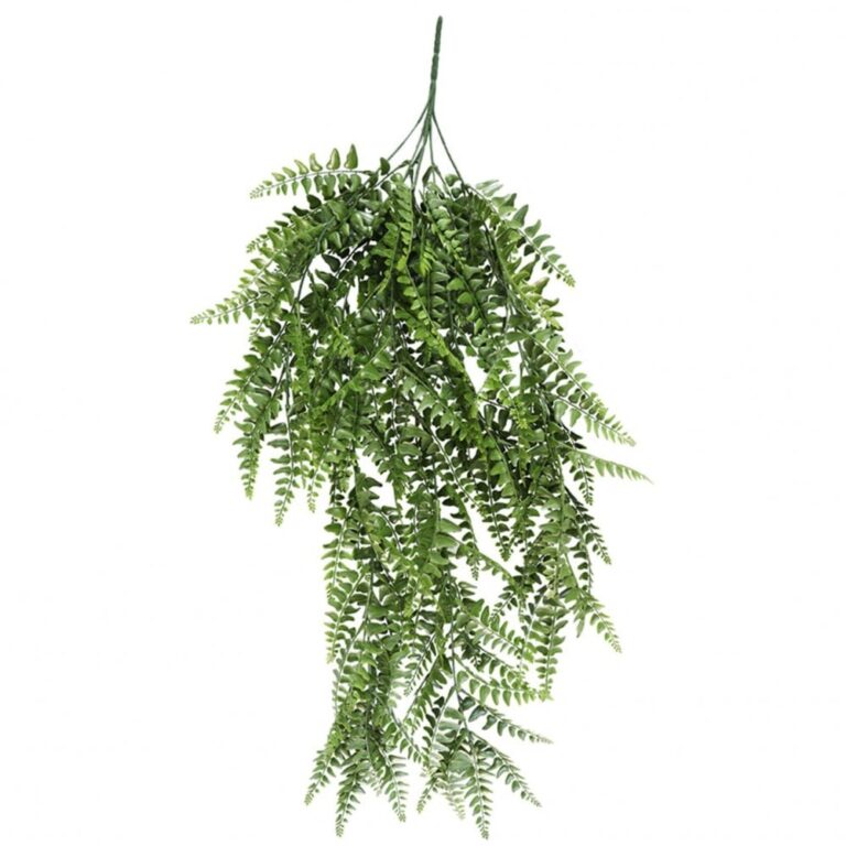 Spring Fern Trailing Plant