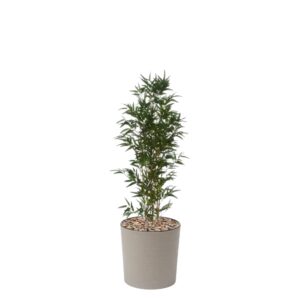 Medium Artificial Bamboo Tree 4ft - Evergreen Direct