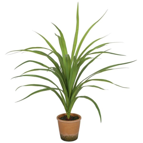 Potted Palm Grass Plant