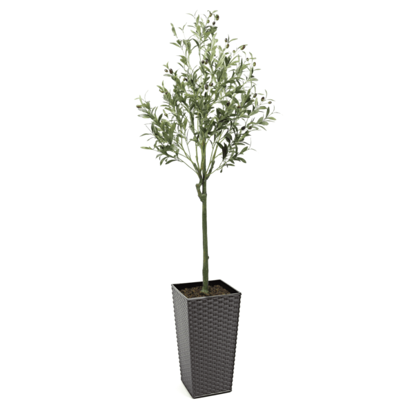 150cm Tuscan Olive Artificial Tree with fruits - Evergreen Direct