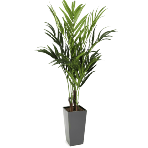 #1 for Artificial Kentia Palm Trees | Evergreen Direct