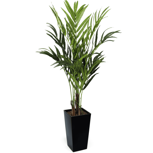 #1 for Artificial Kentia Palm Trees | Evergreen Direct