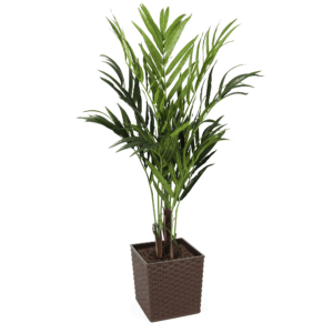 #1 for Artificial Kentia Palm Trees | Evergreen Direct