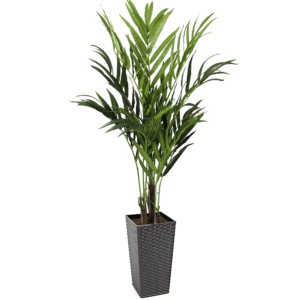 #1 for Artificial Kentia Palm Trees | Evergreen Direct