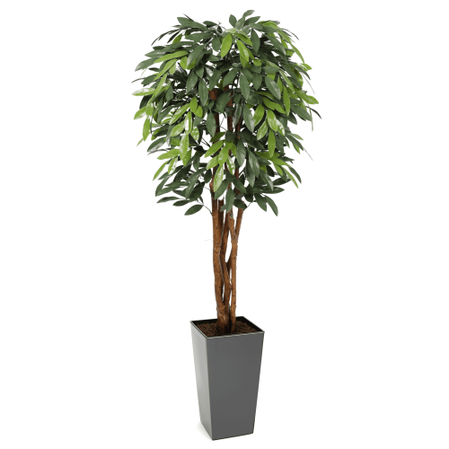 Premium UV MangoTree 150cm - Evergreen Direct