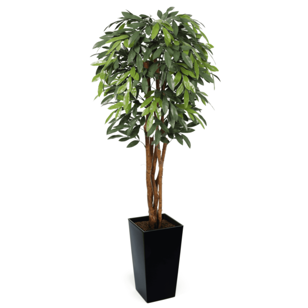 Premium UV MangoTree 150cm - Evergreen Direct