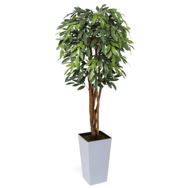 Premium UV MangoTree 150cm - Evergreen Direct