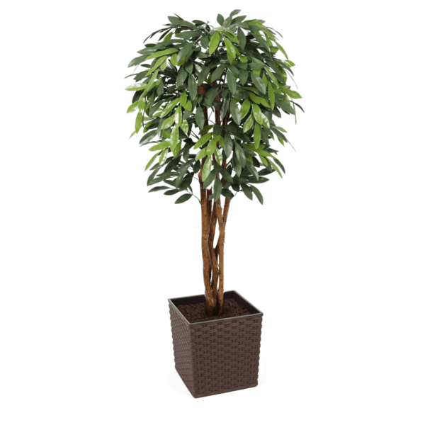 Premium UV MangoTree 150cm - Evergreen Direct