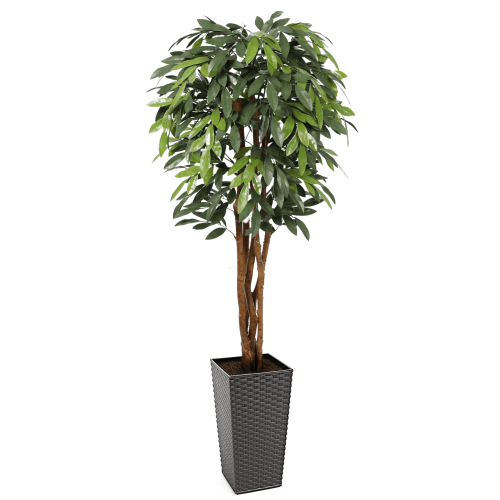 Premium UV MangoTree 150cm - Evergreen Direct