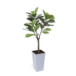 Artificial UV Fiddle Leaf Fig Tree at Evergreen Direct