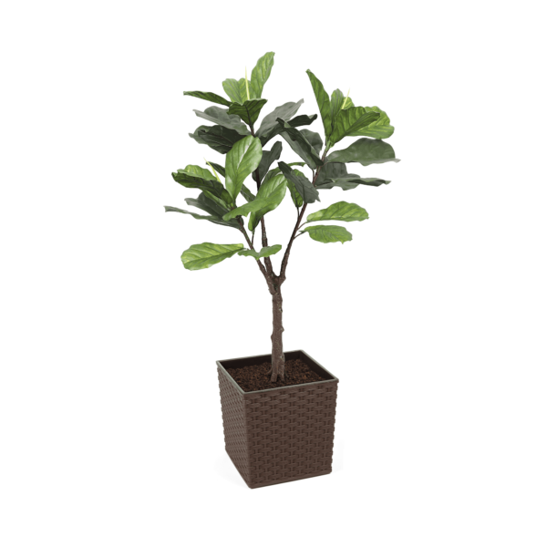 Artificial UV Fiddle Leaf Fig Tree at Evergreen Direct