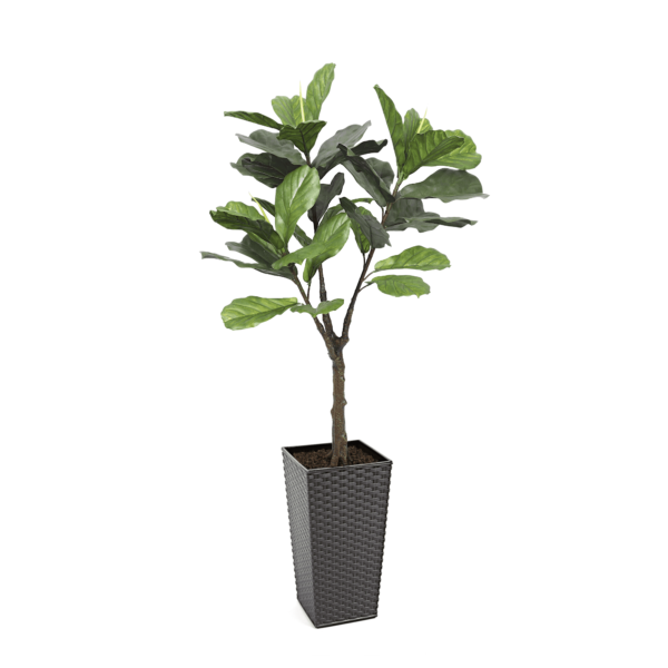 Artificial UV Fiddle Leaf Fig Tree at Evergreen Direct