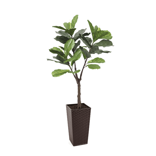 Artificial UV Fiddle Leaf Fig Tree at Evergreen Direct