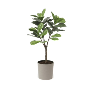 Artificial UV Fiddle Leaf Fig Tree at Evergreen Direct