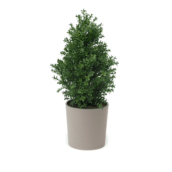 Artificial Buxus Shrub | Evergreen Direct