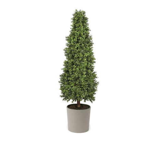 Artificial Topiary Cone at Evergreen Direct