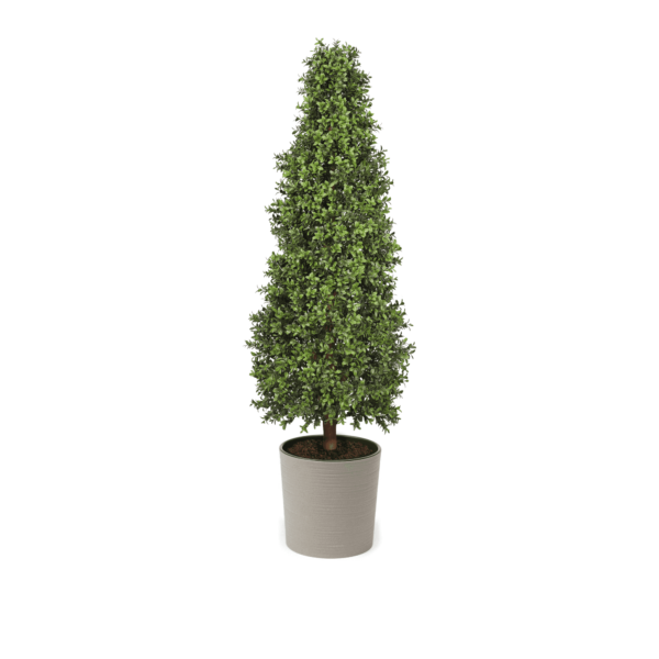 Artificial Topiary Cone at Evergreen Direct