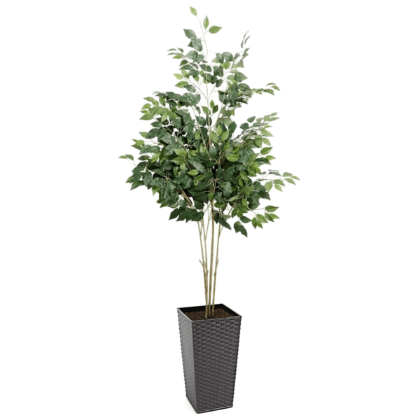 Artificial UV French FicusTree From Evergreen Direct