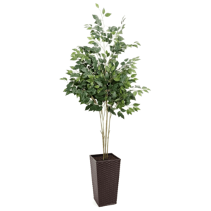 Artificial UV French FicusTree From Evergreen Direct