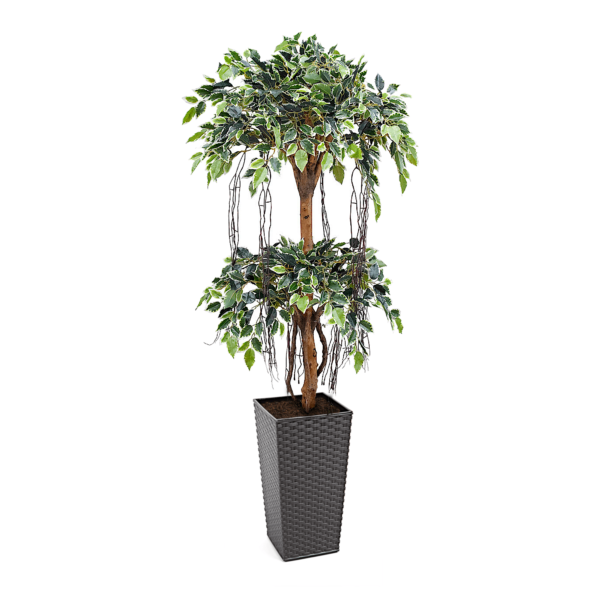 Artificial Tiered Variegated Ficus Tree at Evergreen Direct