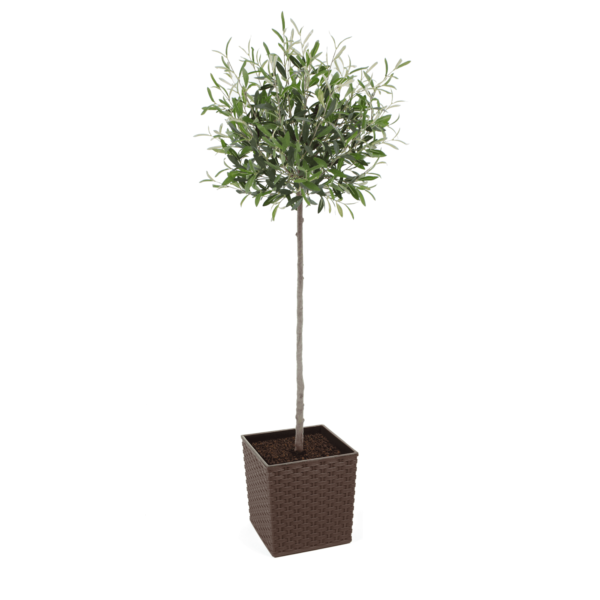 Artificial Tuscan Olive Tree - Evergreen Direct