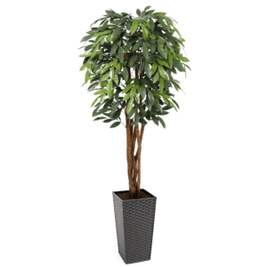 Premium UV MangoTree 150cm-Medium Lilia Black