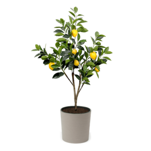 Artificial Lemon Tree at Evergreen Direct