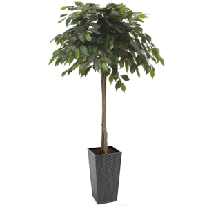 Artificial Mop Head Green Ficus Tree-5 Feet-Medium Lilia Black