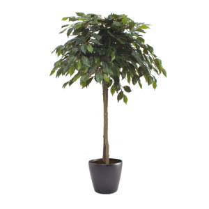 Artificial Mop Head Ficus Tree From Evergreen Direct