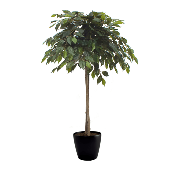 Artificial Mop Head Ficus Tree From Evergreen Direct