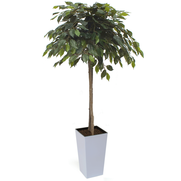 Artificial Mop Head Ficus Tree From Evergreen Direct