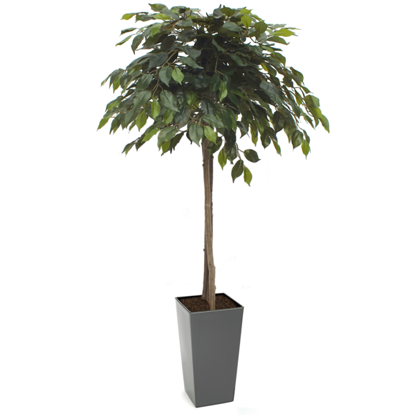 Artificial Mop Head Ficus Tree From Evergreen Direct