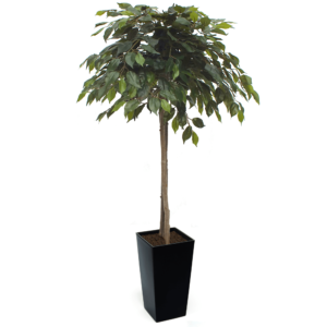 Artificial Mop Head Ficus Tree From Evergreen Direct