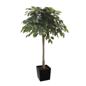 Artificial Mop Head Ficus Tree From Evergreen Direct