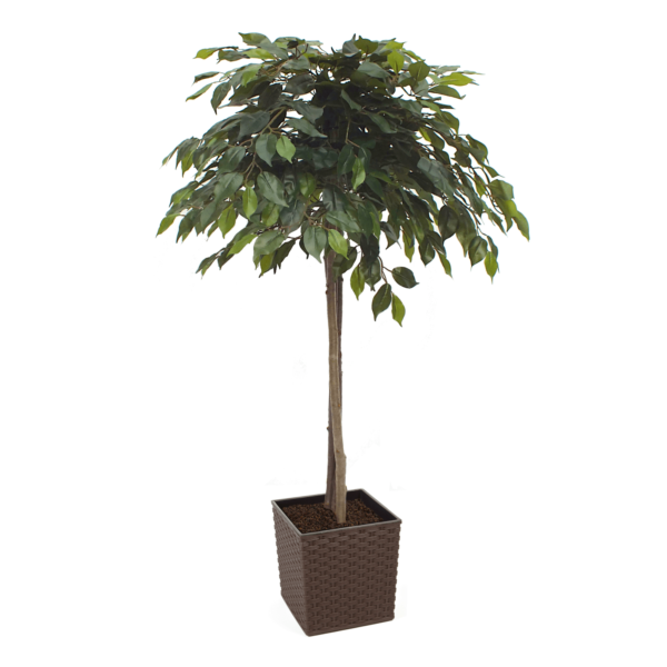 Artificial Mop Head Ficus Tree From Evergreen Direct