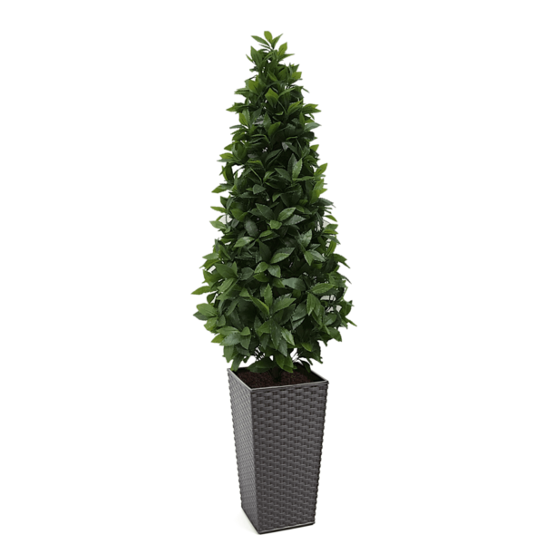 Artificial Bay Tree Cone | Evergreen Direct