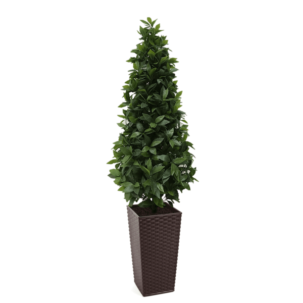 Artificial Bay Tree Cone | Evergreen Direct