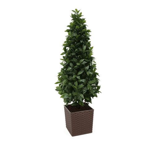 Artificial Bay Tree Cone | Evergreen Direct