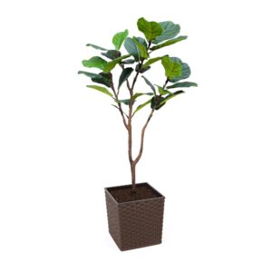 Artificial Fiddle Leaf Fig at Evergreen Direct