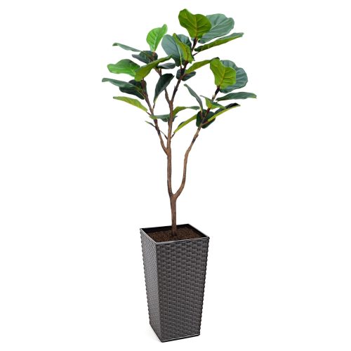 Artificial Fiddle Leaf Fig at Evergreen Direct